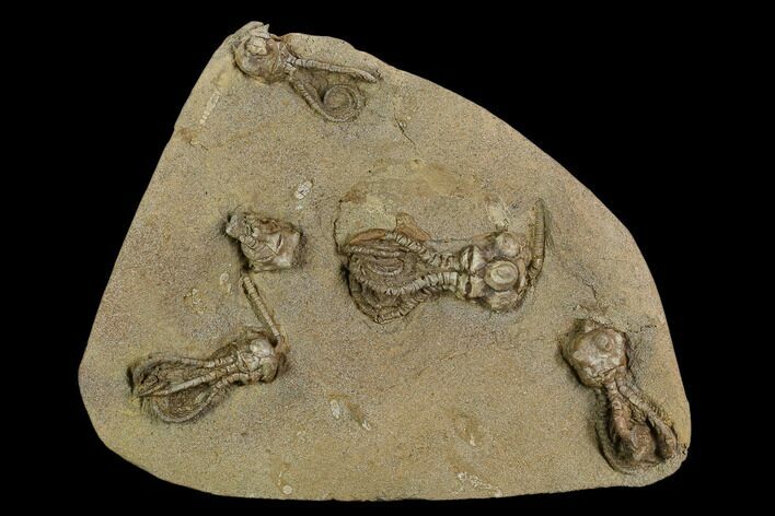 Plate of Five Jimbacrinus Crinoid Fossils - Australia #129404